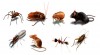 Tuyệt chiêu đuổi hết ruồi, chuột, gián, kiến ra khỏi nhà bạn cực đơn giản